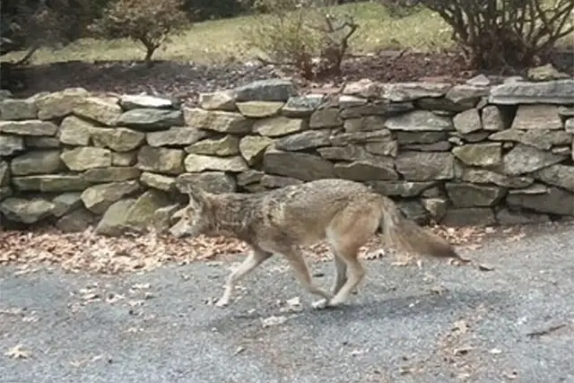 Photograph of a coyote wandering in March